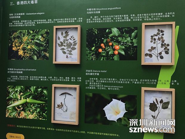 带市民走进植物世界深圳博物馆首推植物科普展