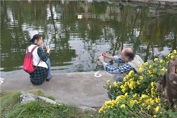 秋季罗湖赏花打卡地:第三十四届菊花展今日开