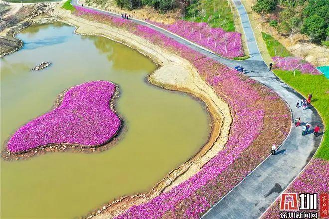 至乘坐地铁8号线至海山站恩上湿地公园坐落于盐田区半山公园带波斯菊