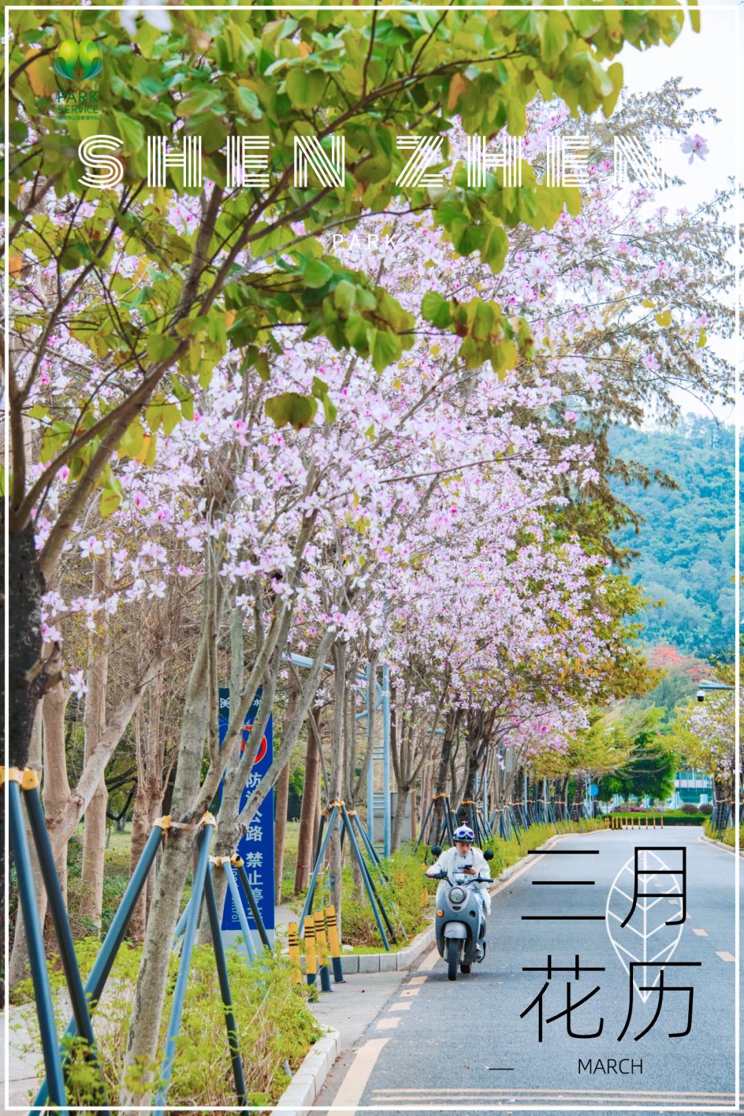 深圳3月花历丨一封来自春天的赏花邀请函一起乘着春光去赏花吧