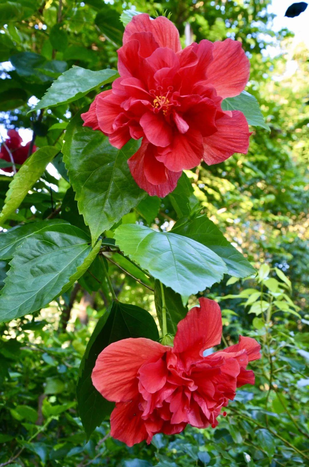 周末去赏花 | 秋日的风偷恋花的香气,九月的花又住进谁的心里