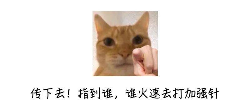 壁纸 动物 狗 狗狗 猫 猫咪 小猫 桌面 800_350