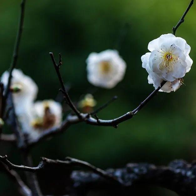 “阅”满鹤湖｜冰雪林中著此身，不同桃李混芳尘