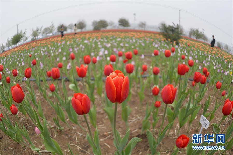 4月28日,游客在沙河市红石沟生态农场郁金香花海内拍照.