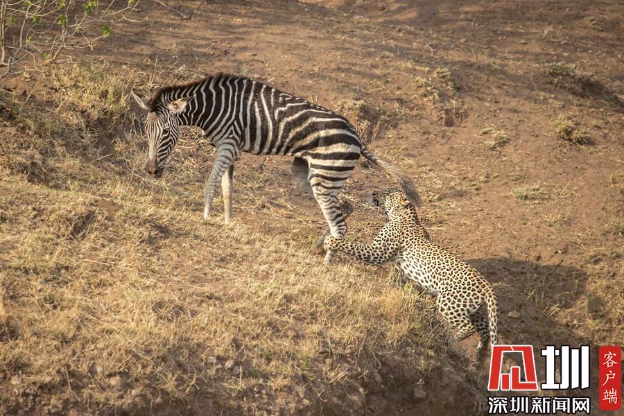 摄影师抓拍神奇画面猎豹捕食斑马失败敌人秒变朋友