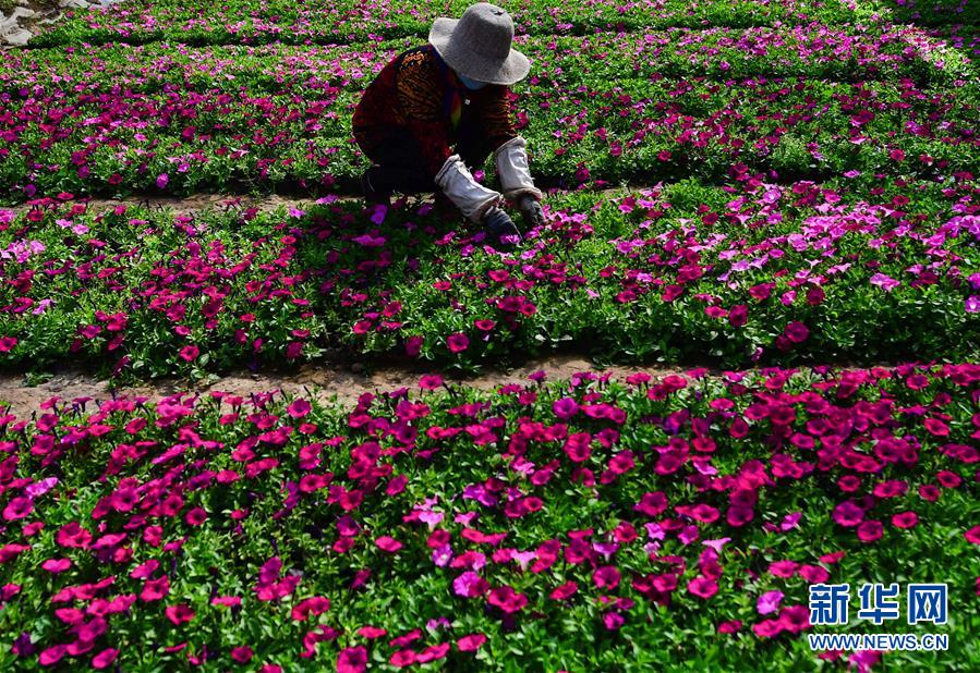 青海大通：高原鲜花待出棚