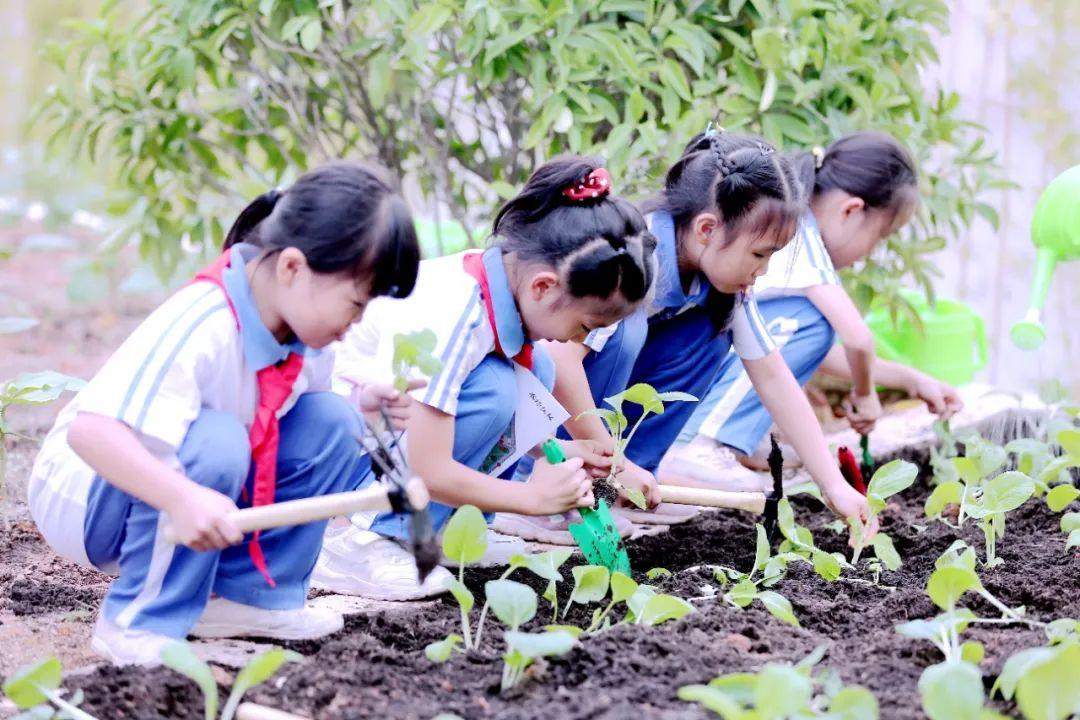 去楼顶种地~_深圳新闻网