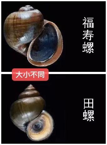 福寿螺和田螺对比照片图片