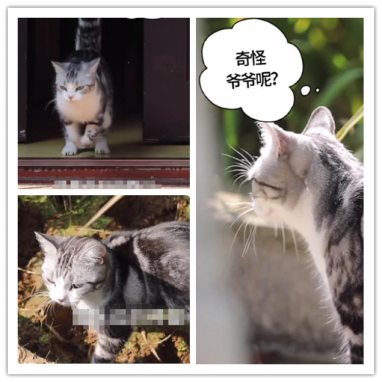 袁隆平的猫叫什么图片