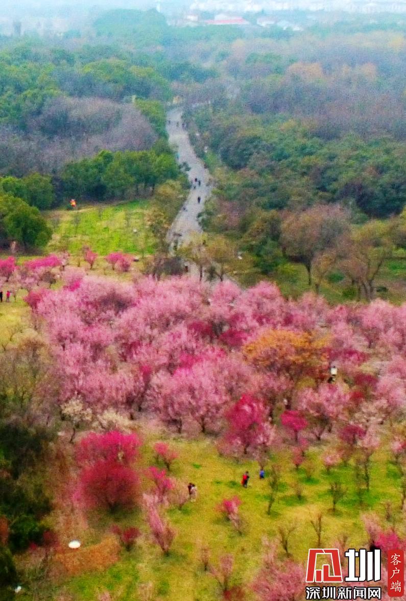 江蘇省揚州市蜀岡西峰生態公園內梅花競相綻放,五顏六色的梅花樹為